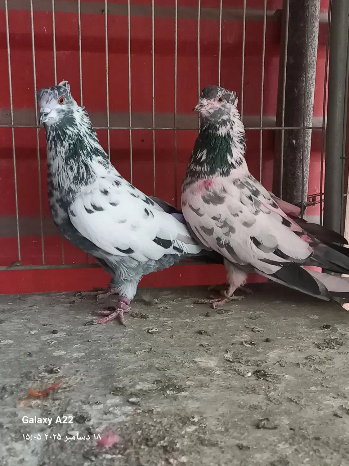 چند جفت کفتر پرشی دهن جور|پرنده|ری, اقدسیه|دیوار