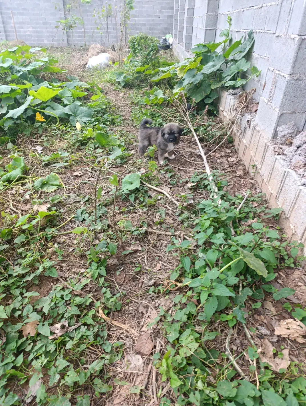 واگذاری توله سرابی|سگ|رشت, لاکان شهر|دیوار