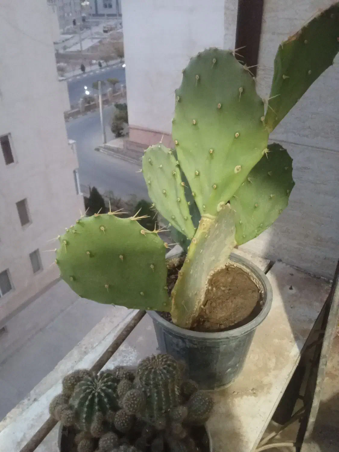 گل.گیاه کاکتوس|گل و گیاه طبیعی|هشتگرد, شهرک پارسیان|دیوار