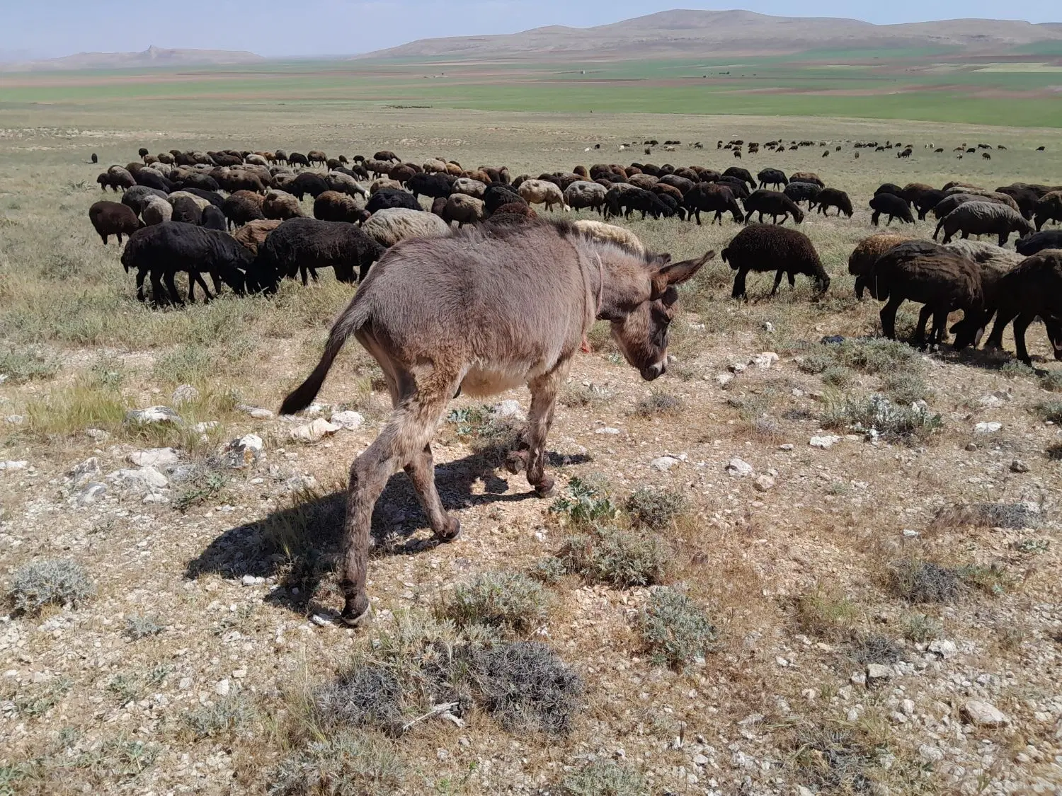 خر نر|حیوانات مزرعه|سردرود, |دیوار