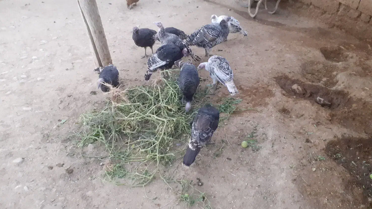 بوقلمون|حیوانات مزرعه|زاغه, |دیوار