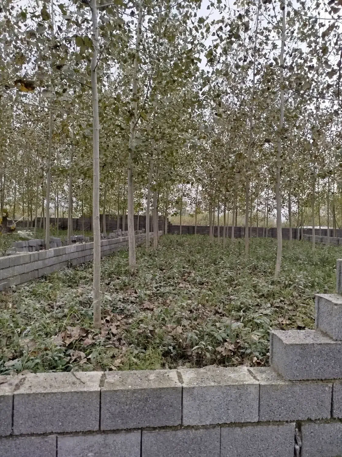 سه قطعه زمین باغی داخل طرح در رودبنه|فروش زمین و ملک کلنگی|لاهیجان, لیل|دیوار