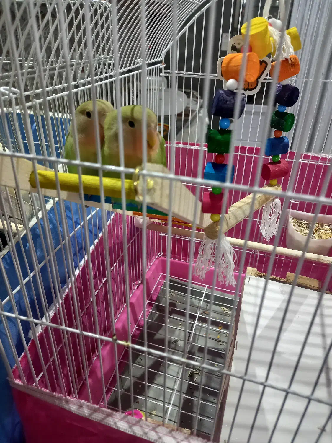 فروش|پرنده|شهریار, شهرک مصطفی خمینی|دیوار