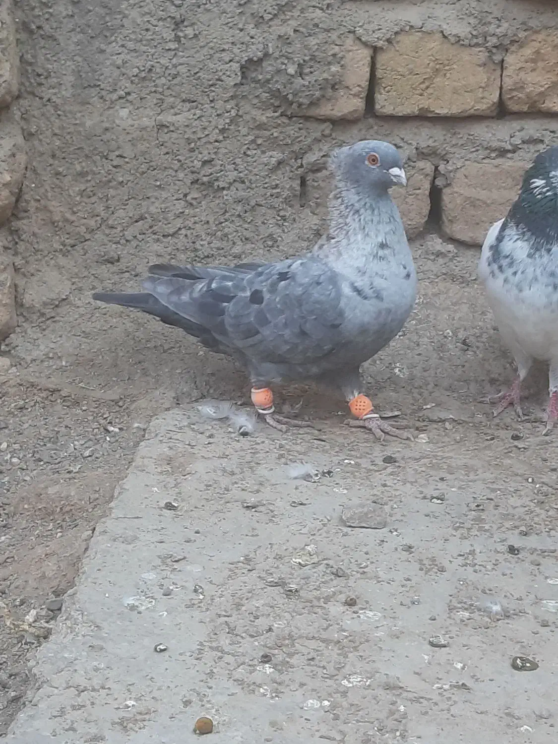 کبوتر موشی|پرنده|بوئین زهرا, |دیوار