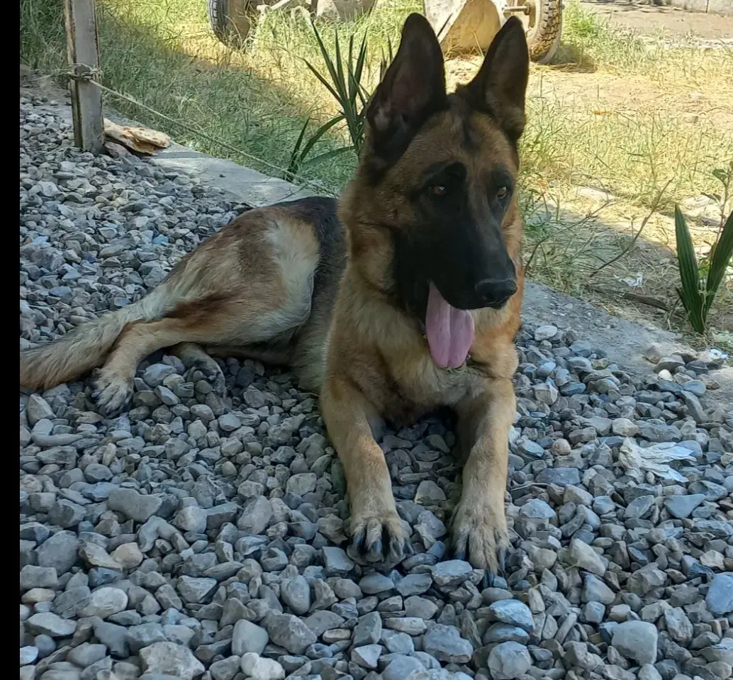 سگ ژرمن شپرد|سگ|سیرجان, |دیوار