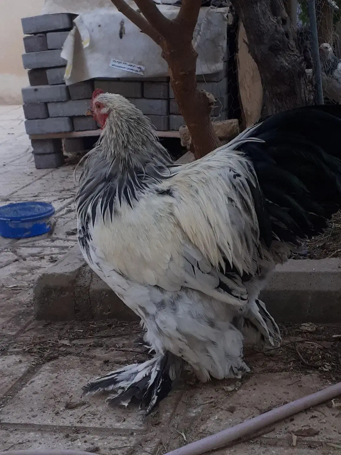 تخم مرغ نطفه دار از نژاد برهما خالص  ودورگه|حیوانات مزرعه|تاکستان, |دیوار