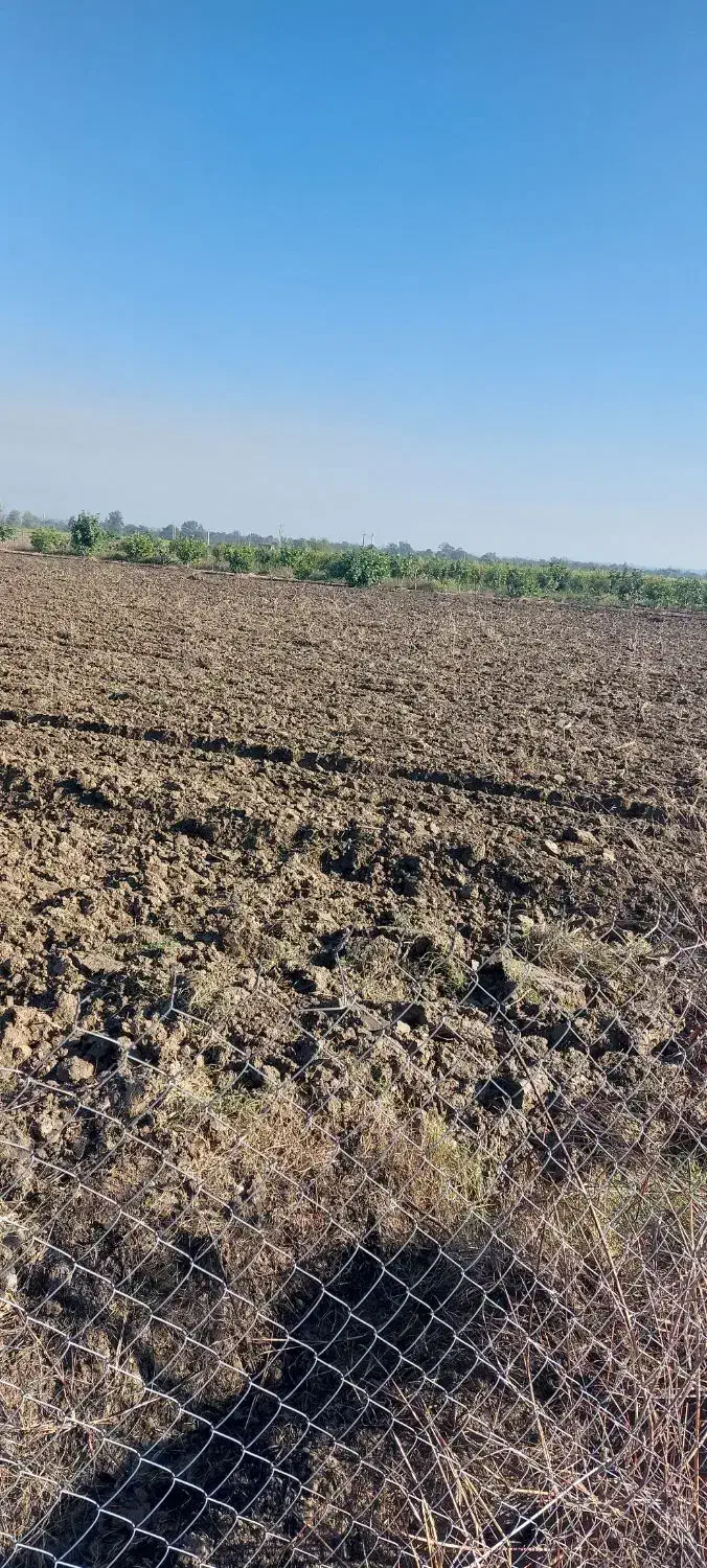 اجاره ۱هکتار جهت کشت سیب زمینی|اجارهٔ دفتر صنعتی، کشاورزی، تجاری|گرگان, |دیوار