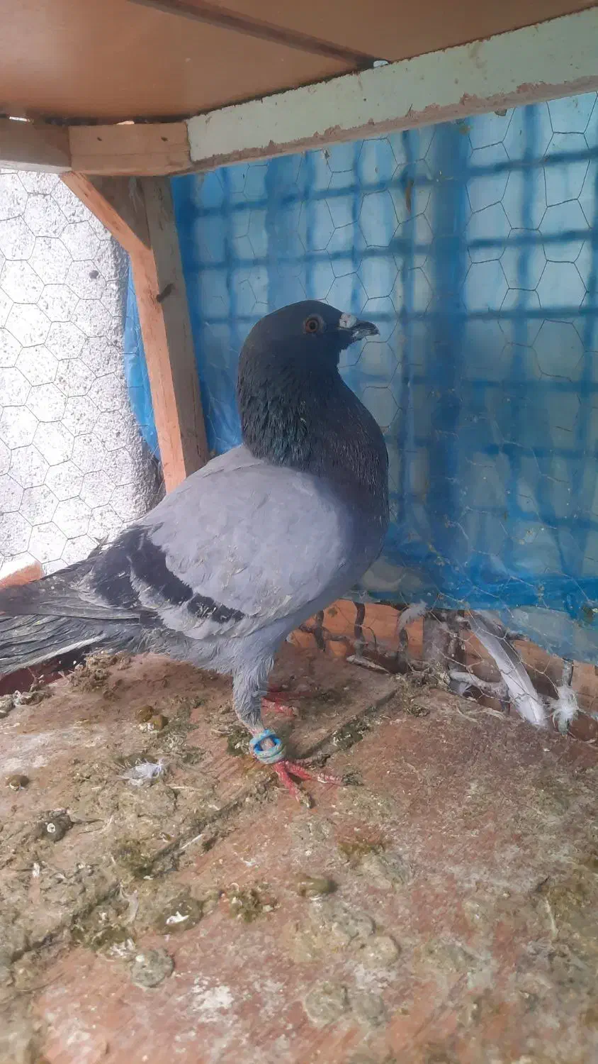 کفتر صید سبز و اوغون جونه نر|پرنده|مشهد, نیزه|دیوار