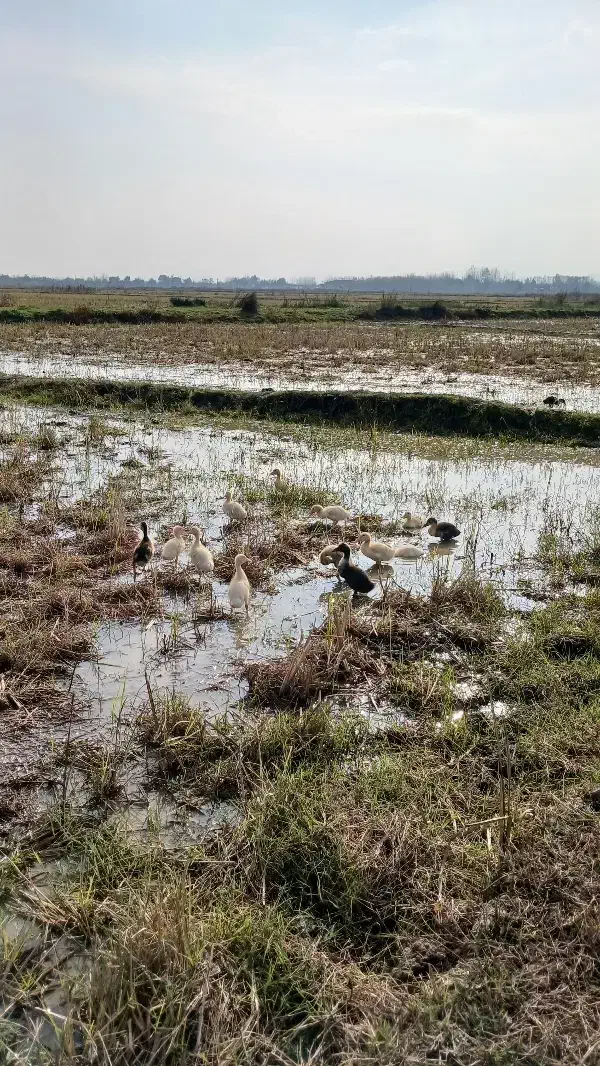 جوجه اردک پکنی ۲ ماهه|حیوانات مزرعه|گوراب زرمیخ, |دیوار