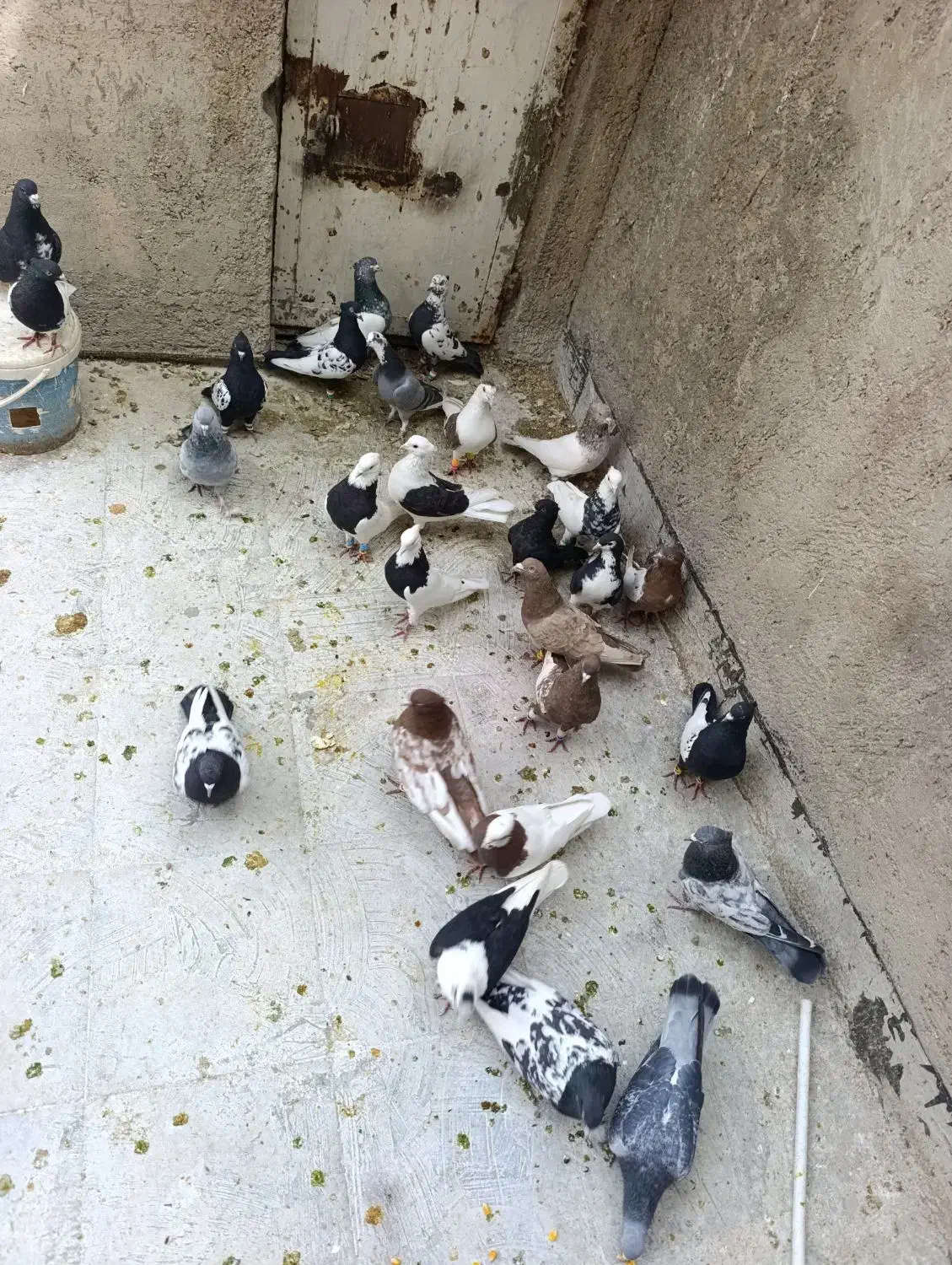 کبوتر بهبهانی|پرنده|شیراز, گویم|دیوار