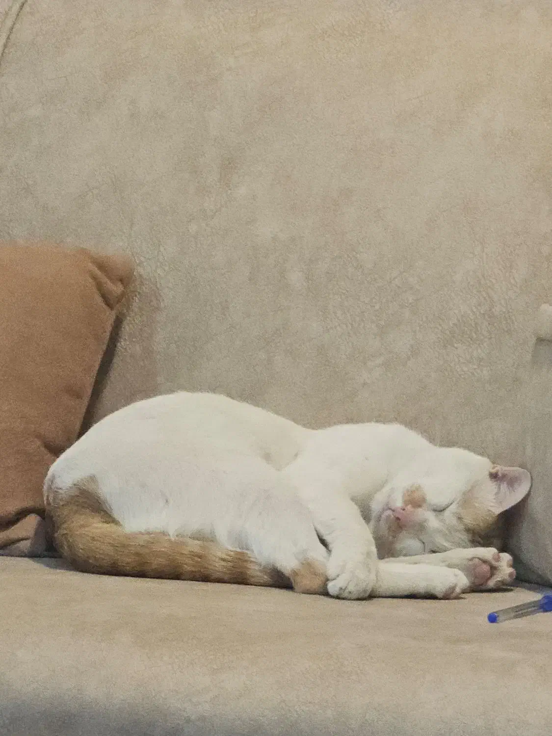 سرپرست گربه میخام|گربه|دزفول, |دیوار