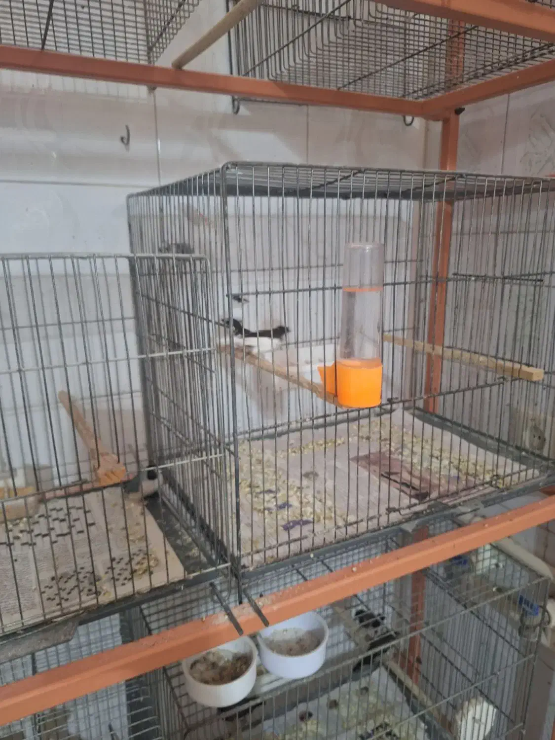 فنج بنگالی وگلدین|پرنده|قم, یزدانشهر|دیوار