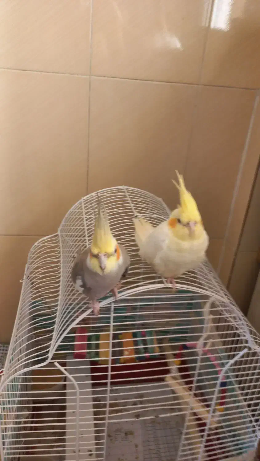 عروس هلندی نروماده|پرنده|رشت, هلال احمر|دیوار