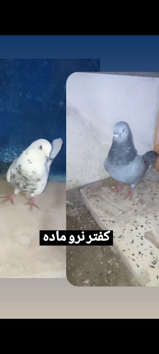 کفتر|پرنده|ایرانشهر, |دیوار