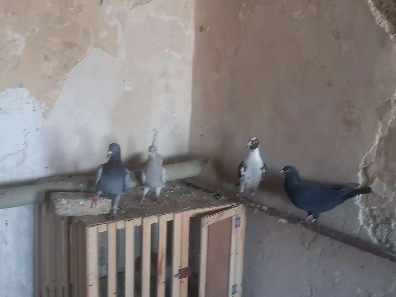 دورگ|پرنده|مسجد سلیمان, |دیوار