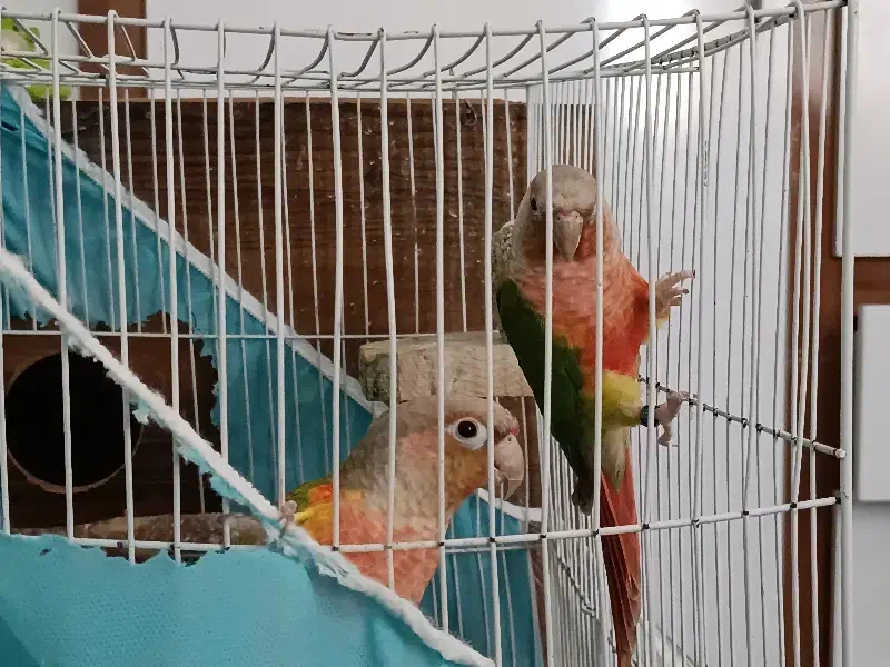 گرینچیک مولد|پرنده|گلبهار, شهر جدید گلبهار|دیوار