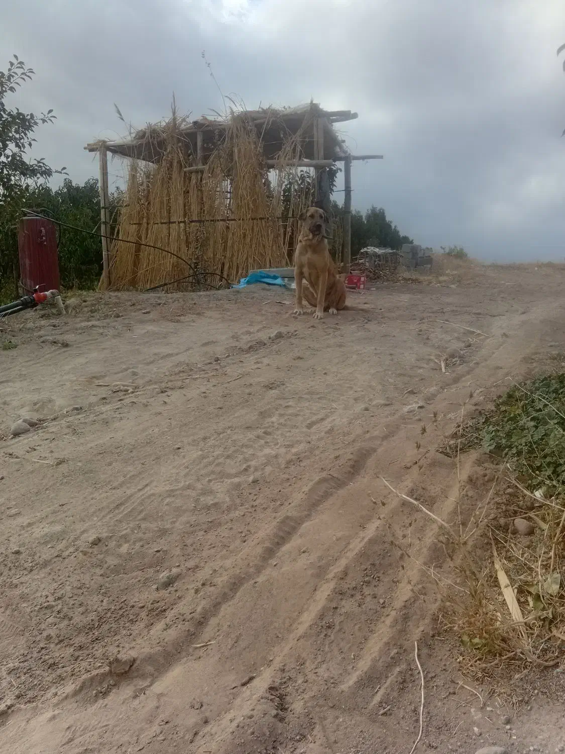 ماده عراقی|سگ|سراجو, |دیوار