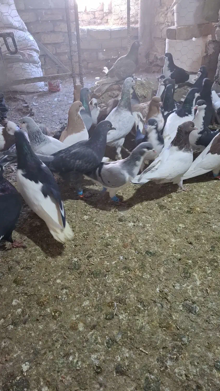 کبوتر پرشی|پرنده|اسفرورین, |دیوار