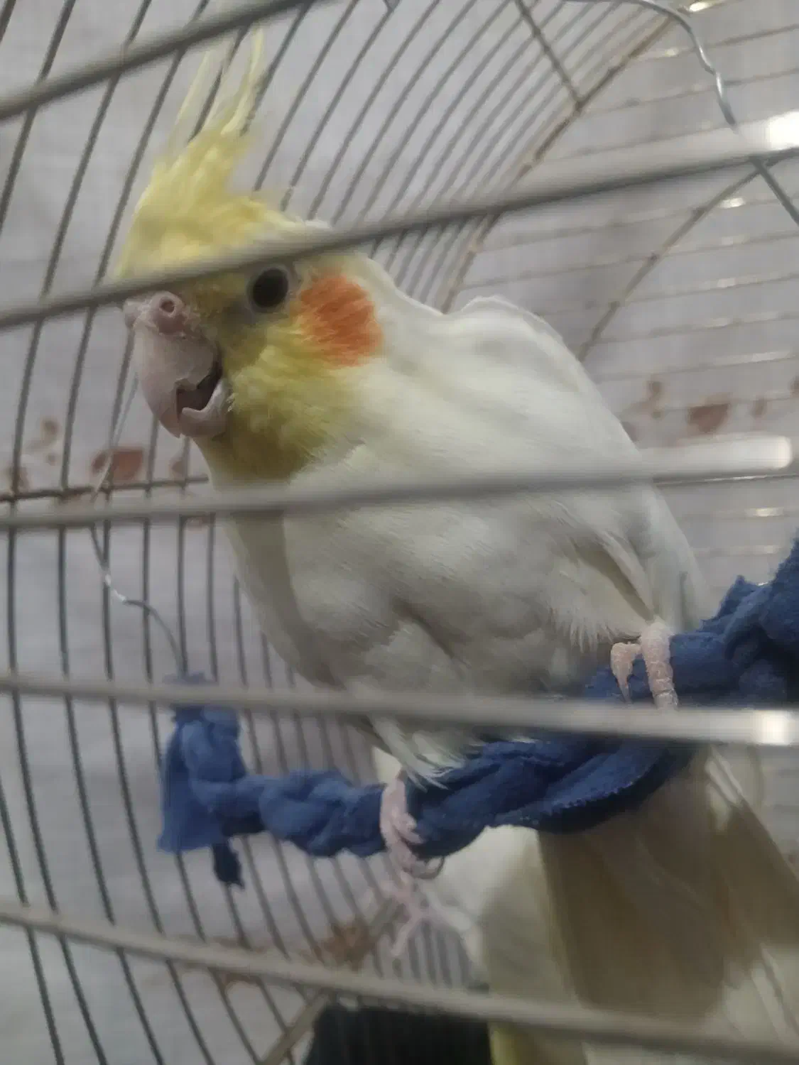 عروس هلندی نر|پرنده|بروجرد, |دیوار