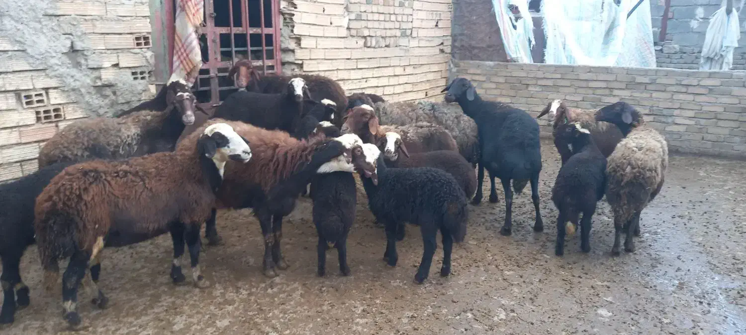 فروشی گوسفند|حیوانات مزرعه|شیروان (لرستان), |دیوار