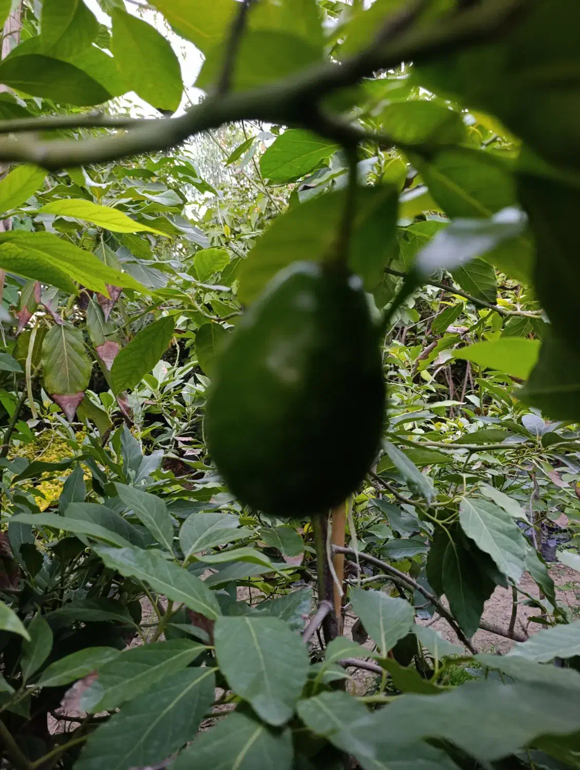 آواکادو پیوندی|گل و گیاه طبیعی|ساری, |دیوار