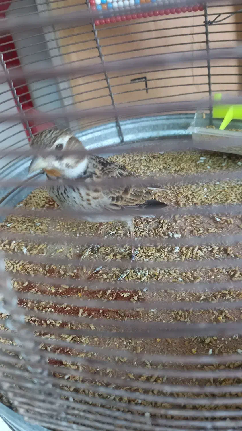 سهره خاکی سهره قناری|پرنده|رباط‌کریم, رباط‌کریم|دیوار