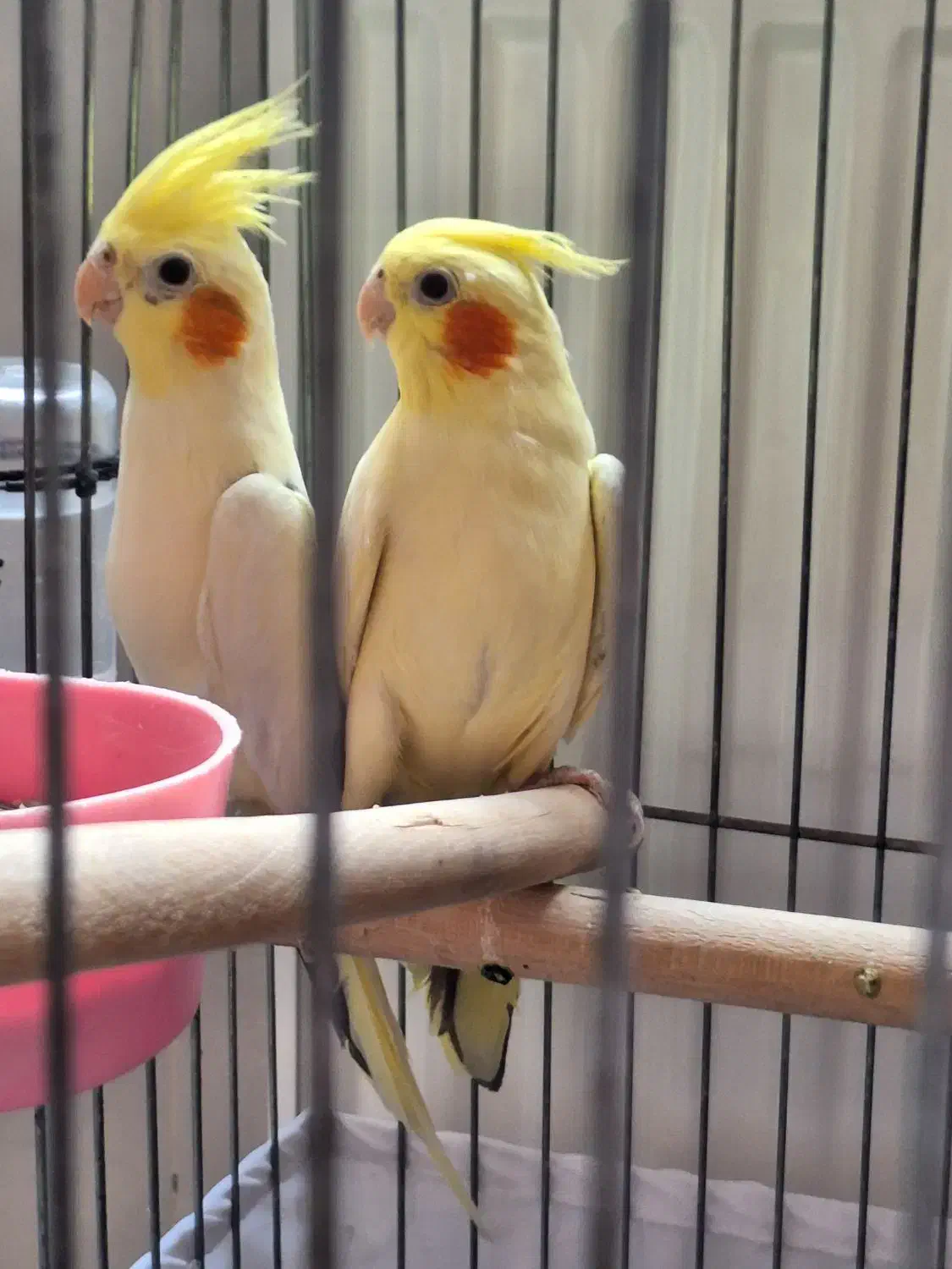 عروس هلندی|پرنده|بانه, |دیوار