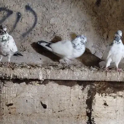 کاشانی|پرنده|مسجد سلیمان, |دیوار