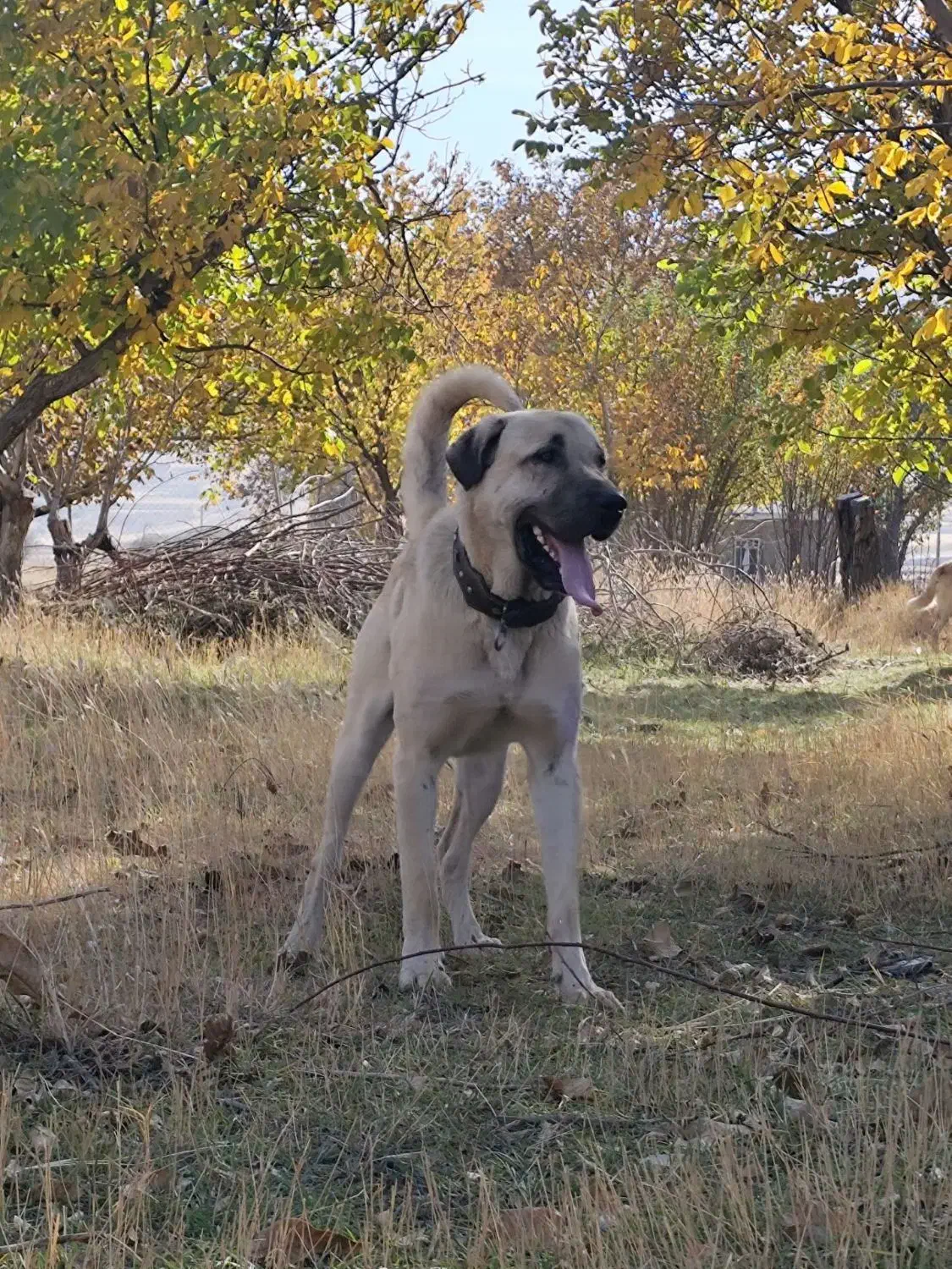 گمشده|سگ|کامیاران, |دیوار