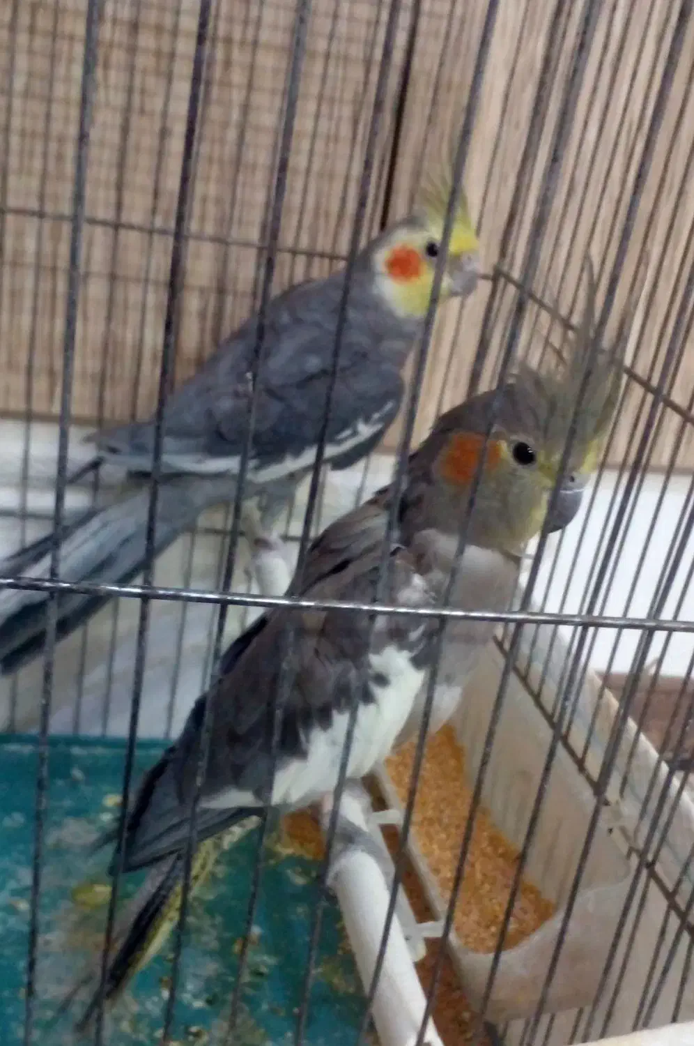 عروس هلندی|پرنده|سلطانیه, |دیوار