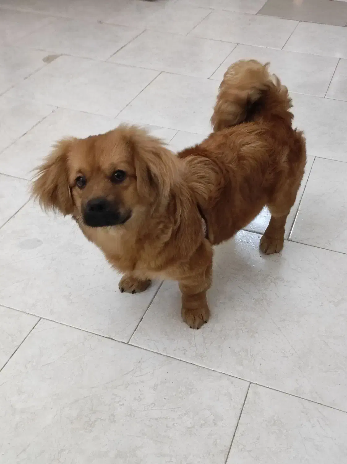 فروش سگ خانگی|سگ|فردیس, شهرک ناز|دیوار