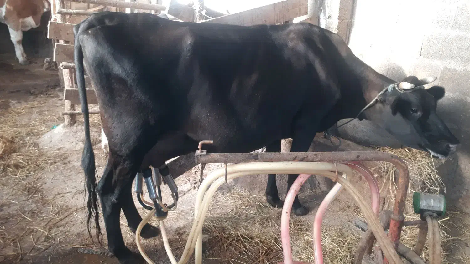 گاو جرسی جوان شیری ۲۰ کیلو شیر بدون گوساله|حیوانات مزرعه|صومعه‌سرا, |دیوار
