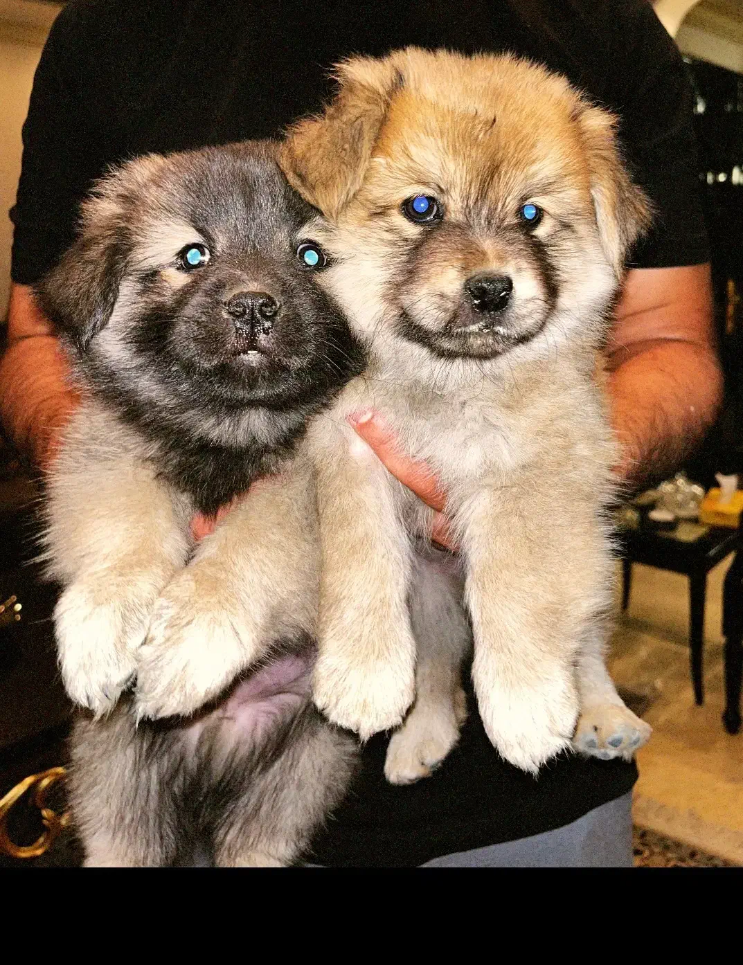 سگ چاو چاو|سگ|تهران, سازمان آب|دیوار