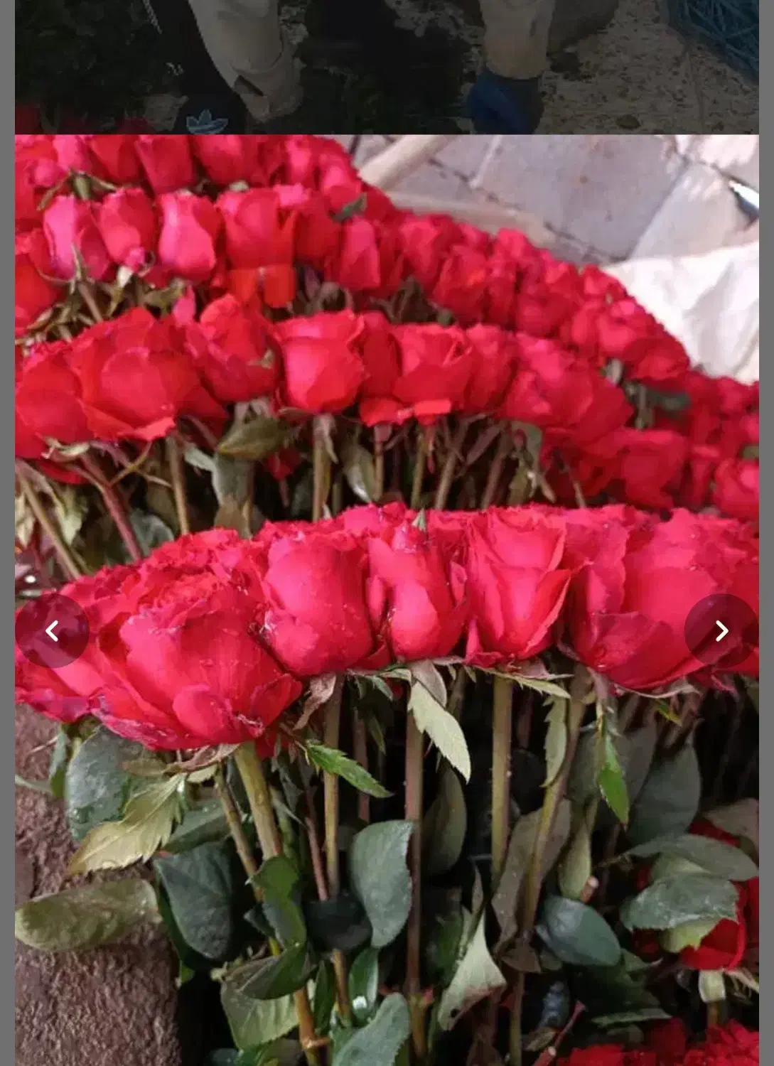 گل رز برای روز مادر|گل و گیاه طبیعی|سوسنگرد, |دیوار