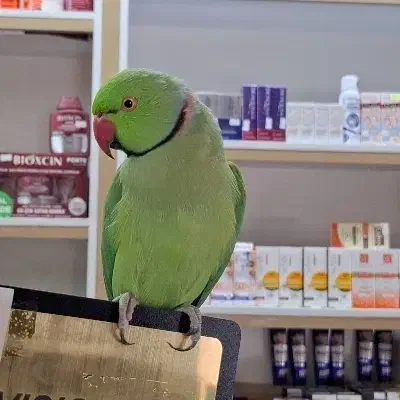 طوطی ملنگو|پرنده|تهران, کیانشهر|دیوار