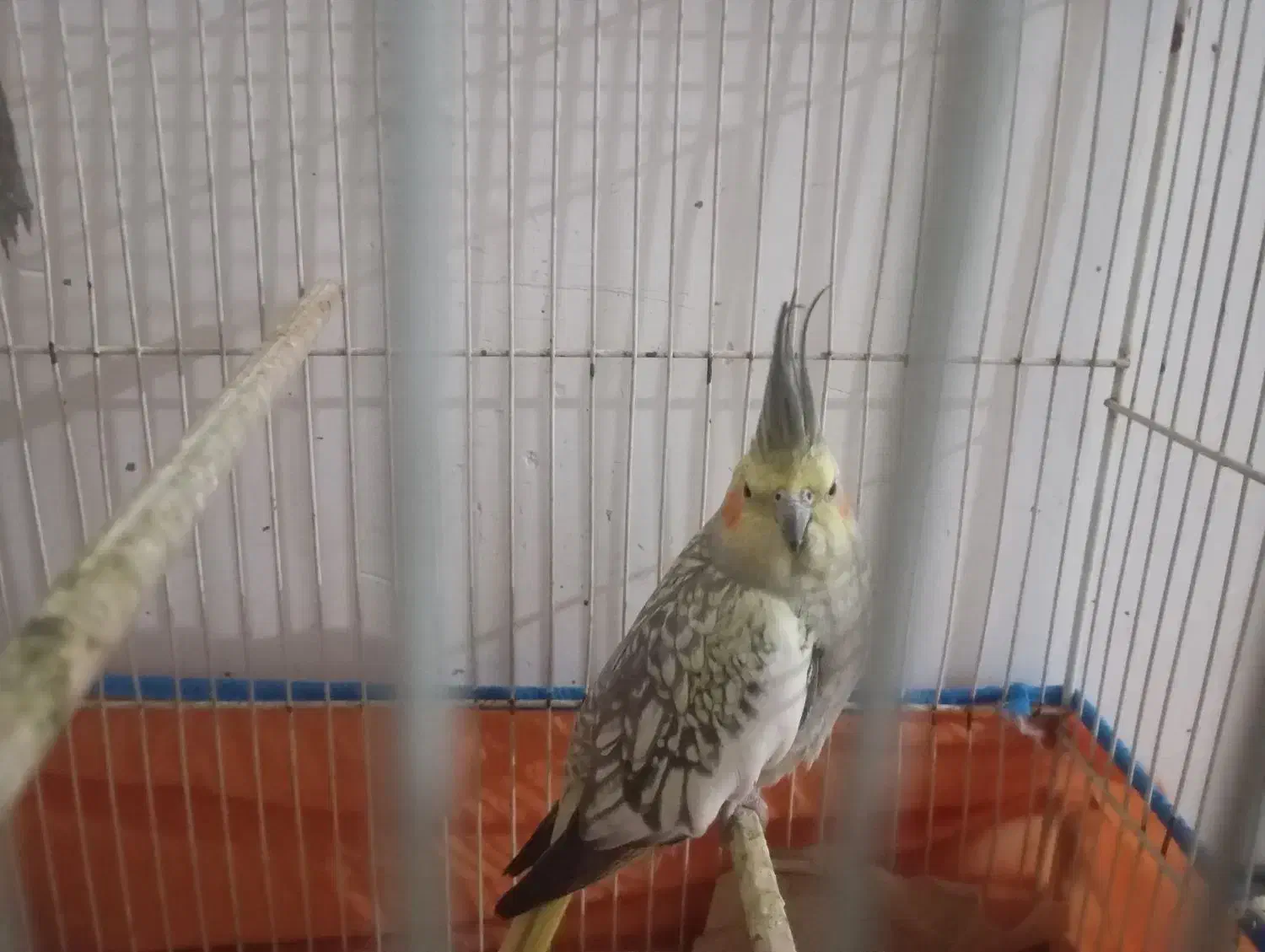 عروس هلندی|پرنده|دماوند, دماوند|دیوار