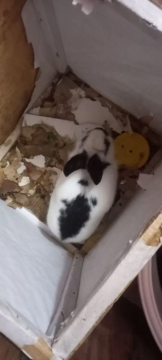 خرگوش|موش و خرگوش|تبریز, |دیوار