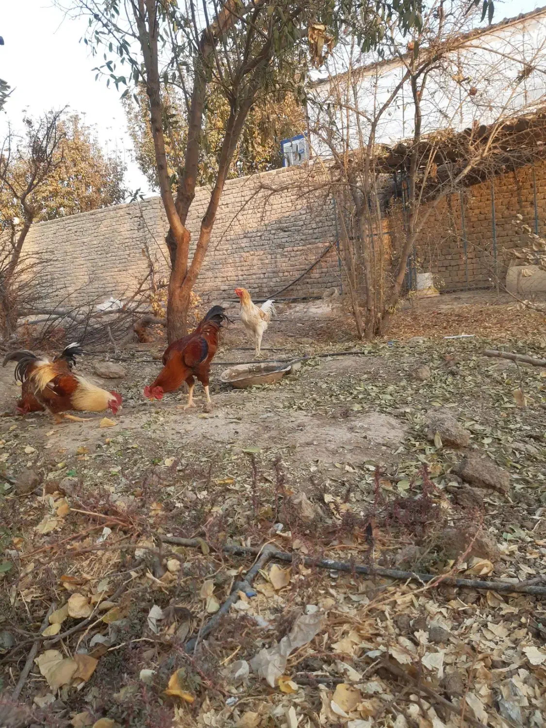 خروس لاری و محلی|حیوانات مزرعه|پیشوا, |دیوار