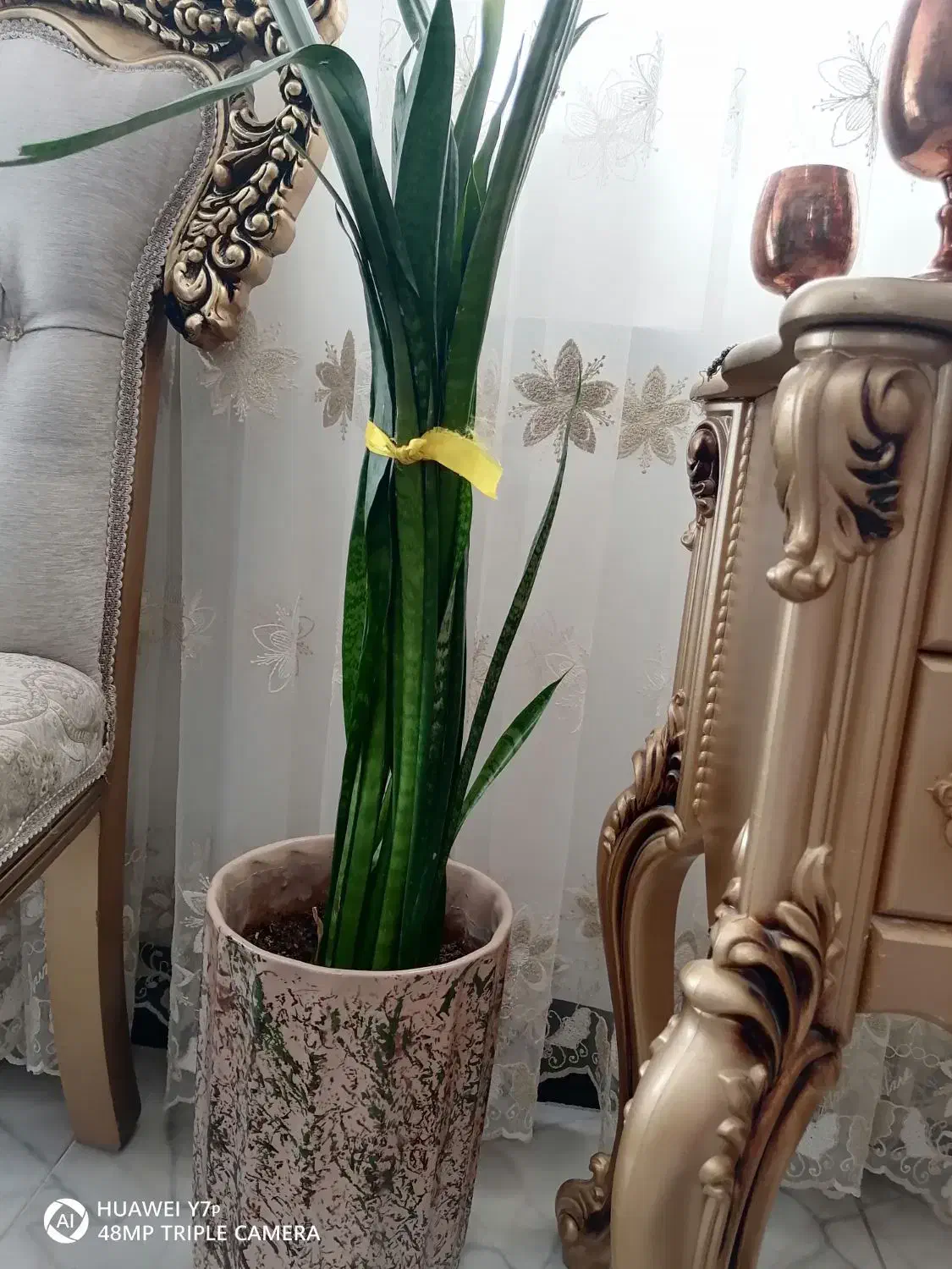 گل شمشیری|گل و گیاه طبیعی|خوسف, |دیوار