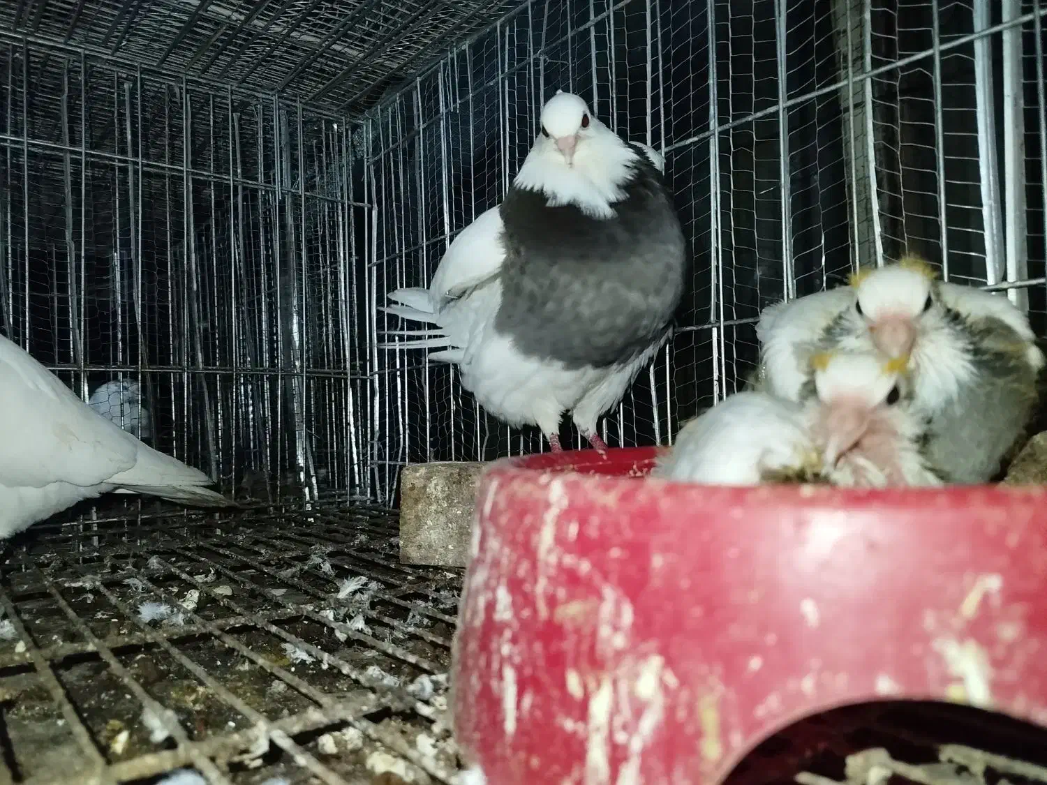 کبوتر طوقی|پرنده|خرمآباد (تنکابن), |دیوار