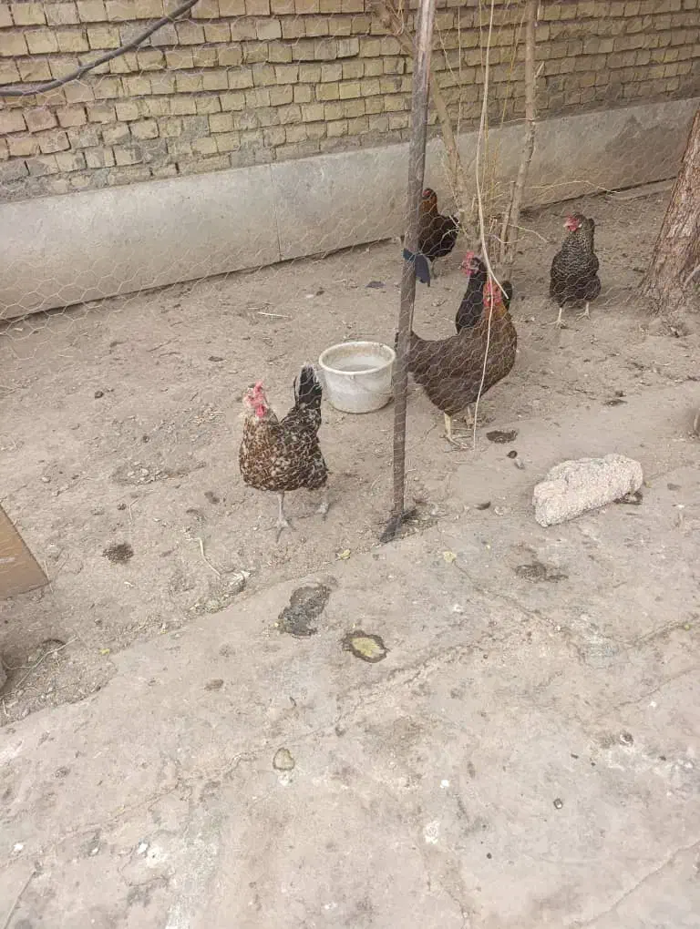 مرغ و خروس|حیوانات مزرعه|اهواز, شهرک رزمندگان|دیوار