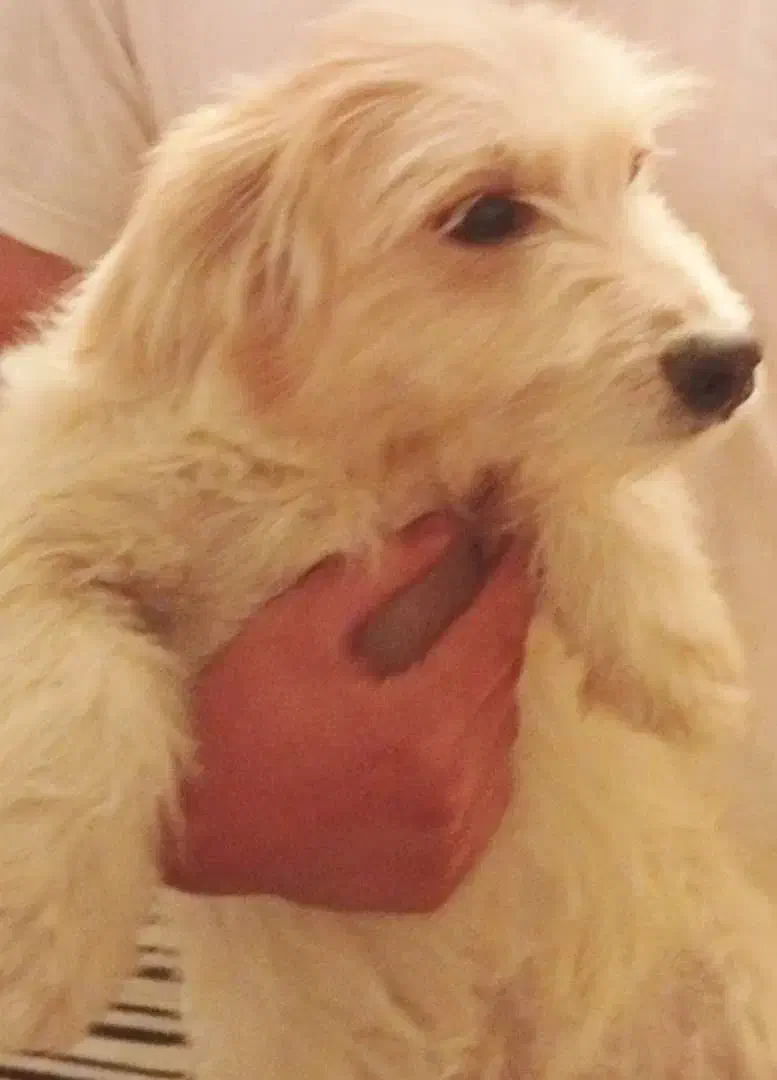 سگ 2سال|سگ|خمین, |دیوار