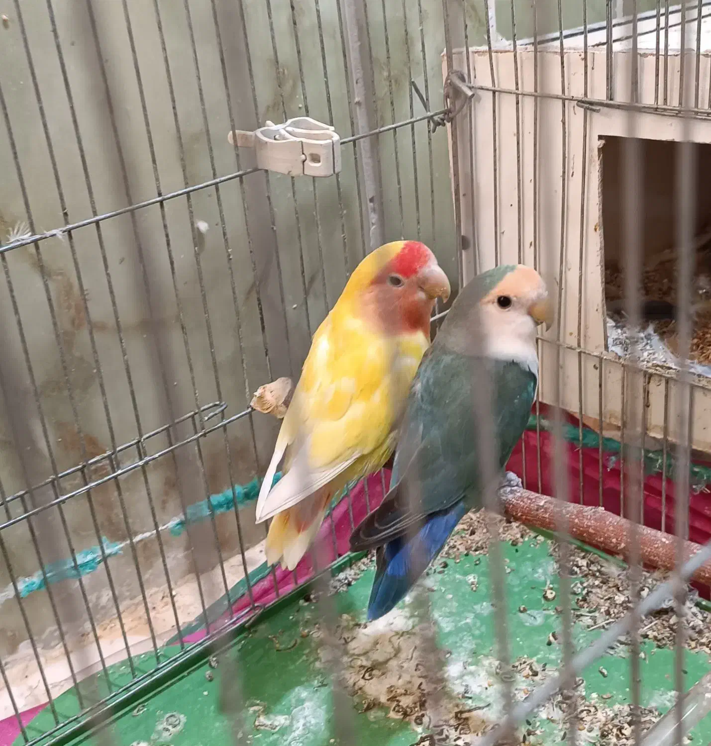 تعدادی طوطی برزیلی و عروس هلندی به فروش میرسد|پرنده|نورآباد ممسنی, |دیوار