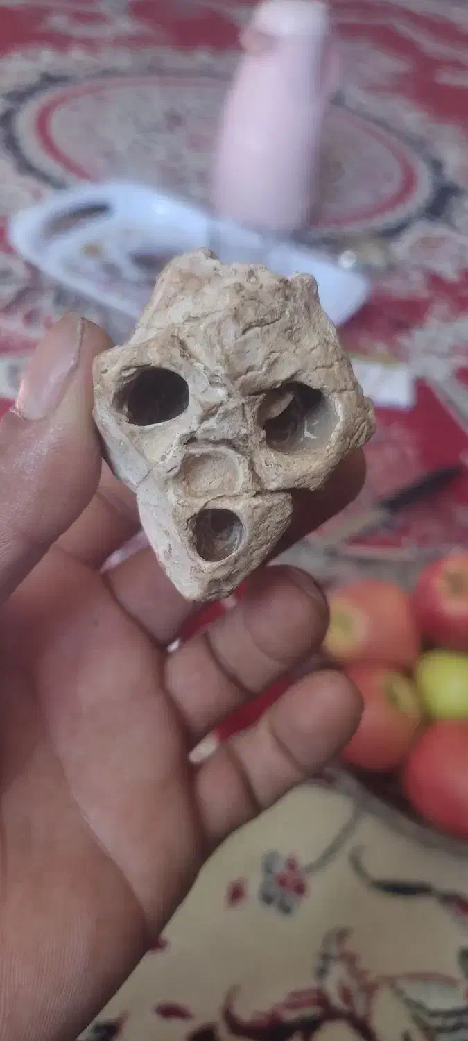 جمجمه استخوانی آدم کوتوله یافضایی چند هزارسال قد|کلکسیون اشیاء عتیقه|فسا, |دیوار