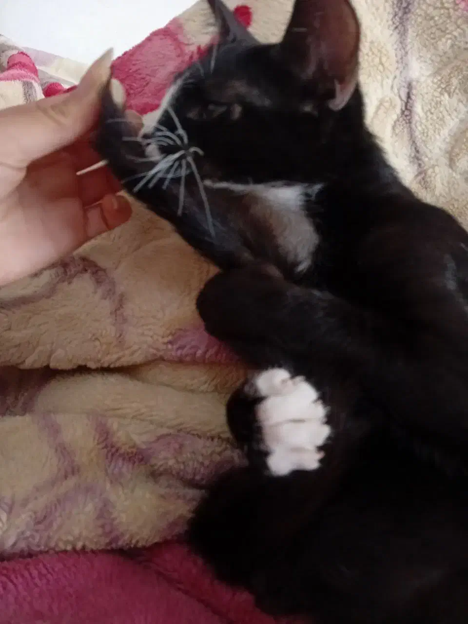 گربه تاکسیدو سفید مشکی|گربه|قائم‌شهر, |دیوار