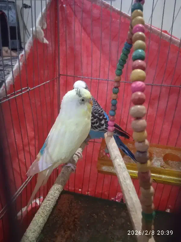 مرغ عشق|پرنده|مرودشت, مجد آباد|دیوار