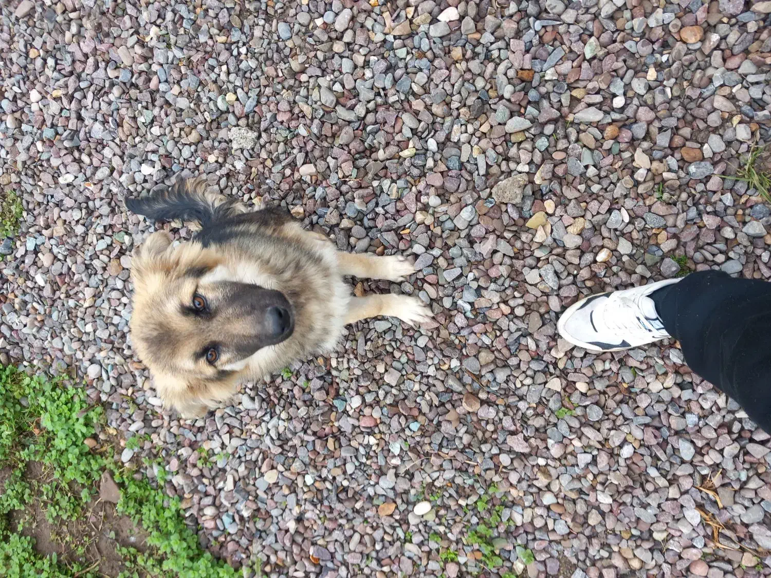 طوله ژرمن هاسکی|سگ|کوچصفهان, |دیوار