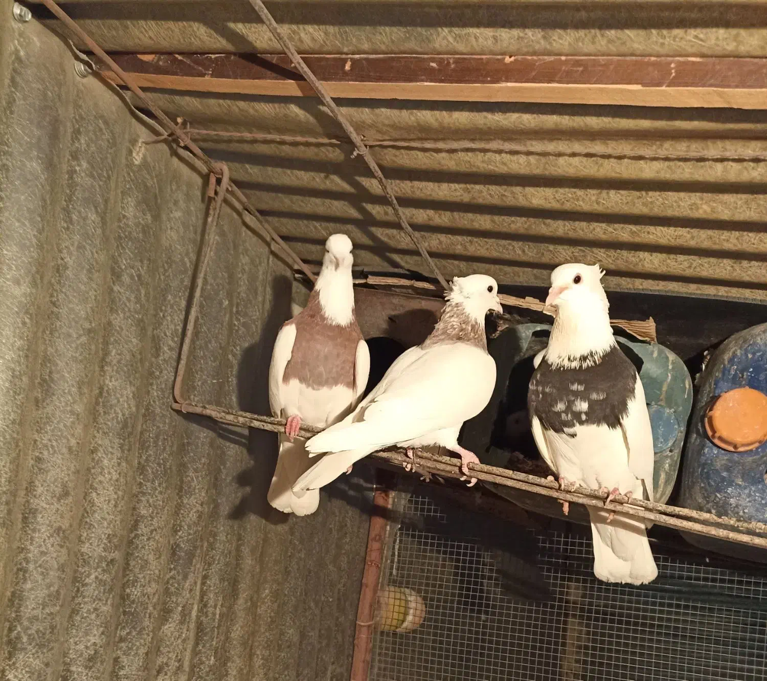 کفتر طوقی فنچ|پرنده|ری, حمزهآباد|دیوار