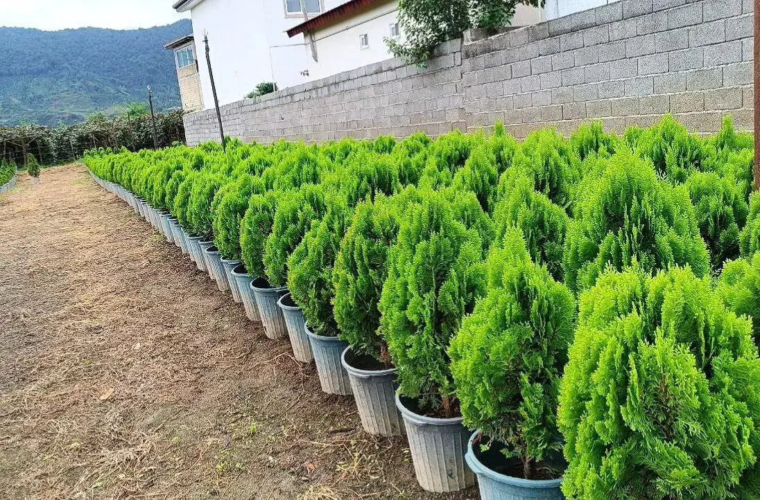 خدمات باغبانی تعویض خاک گلدون کاشت گل هرس درختان|خدمات باغبانی و درختکاری|اسلامشهر, شهرک قائمیه|دیوار