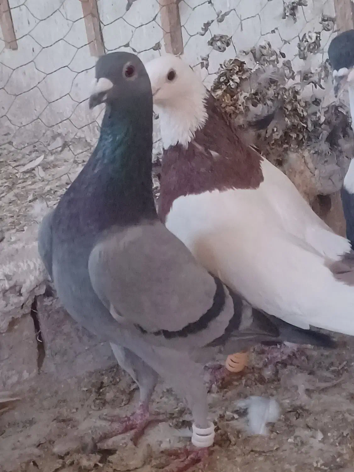 کبوتر درجه یک|پرنده|تربت جام, فاز ۲ فرهنگیان|دیوار